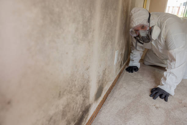 Mold Remediation for Vacation Homes